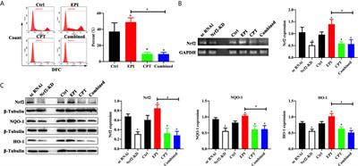 Nrf2 Down-Regulation by Camptothecin Favors Inhibiting Invasion, Metastasis and Angiogenesis in Hepatocellular Carcinoma